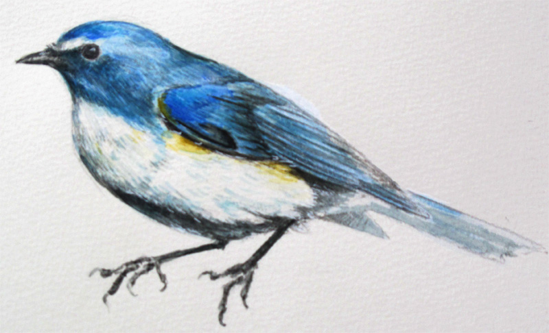 鳥の描き方 淡々と絵を描くぞ 萌えイラスト上達法 お絵かき初心者の学習部屋
