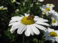 花にミツバチの図