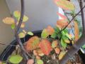 ザイフリボクの照り葉