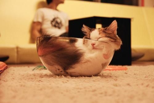 「猫は液体である」ということを証明しているかのような写真いろいろ