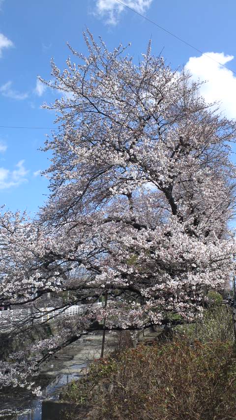 七郷堀の桜