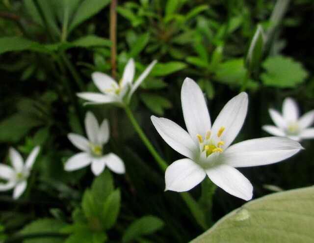 我が家の花 花 花 白い花の協奏曲 長野県 戸谷峰へ登山 ５月７日