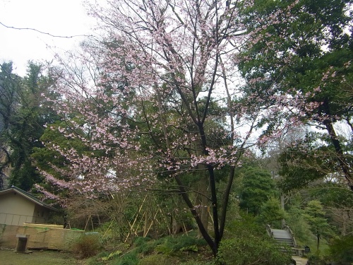 RIMG0074大寒桜と円月橋の風景_500