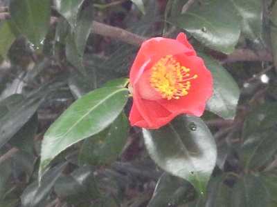 RIMG0071椿の赤い花Zoom_400