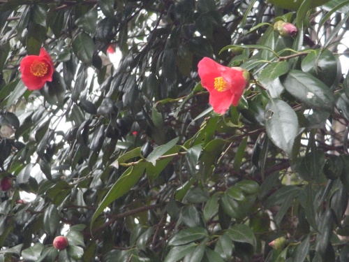 RIMG0070椿の赤い花_500