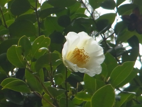 RIMG0079椿の白い花Zoom_500