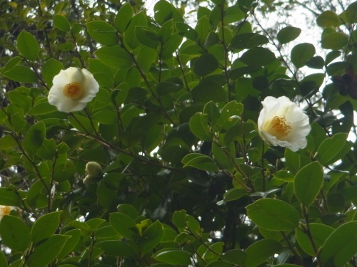 RIMG0079椿の白い花_500