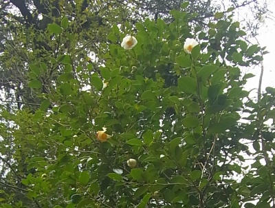 RIMG0078椿の白い花の木_400