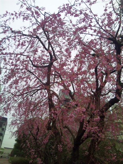 SBSH0269桑の木通りの垂れ桜_400