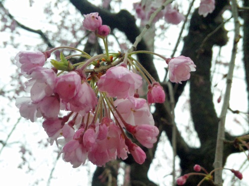 SBSH0271桑の木通りの垂れ桜Zoom_500