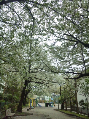 SBSH0279神社の公園の桜_300