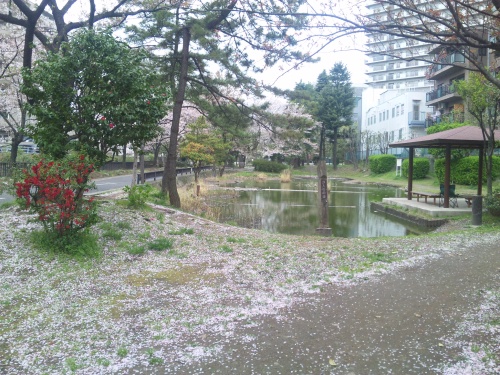 SBSH0275潮入の池と桜_500