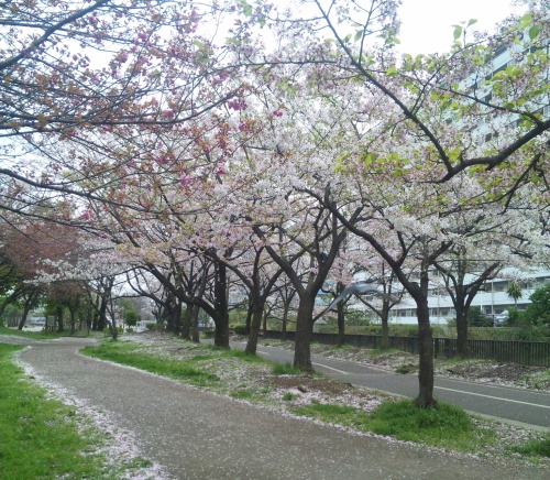 SBSH0277仙台掘川公園の桜_500