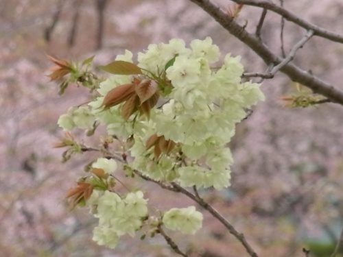 RIMG0151広場の緑の桜-E_500