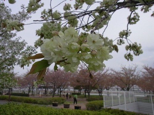 RIMG0136広場角の緑の桜-D_500