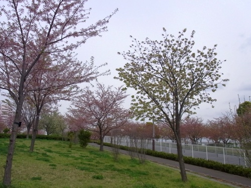 RIMG0155広場の緑の桜-E_500