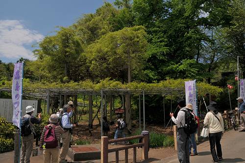 ekihai ichinohe kozuya 2012, japanese wisteria in fujishima, kozuya, 240520 1-6-s