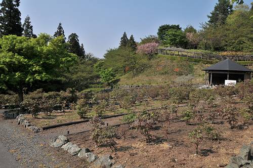 hase tree peony garden in nambucho, 240521 1-4-s