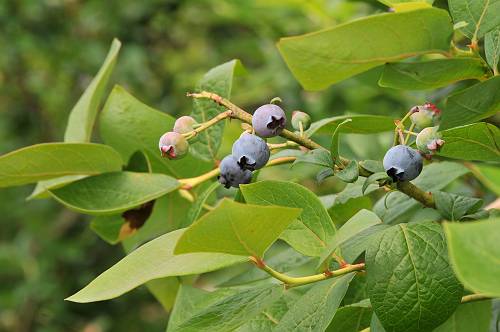 blue berry prodcted in rokkasho-mura,  240812 1-3-p-s