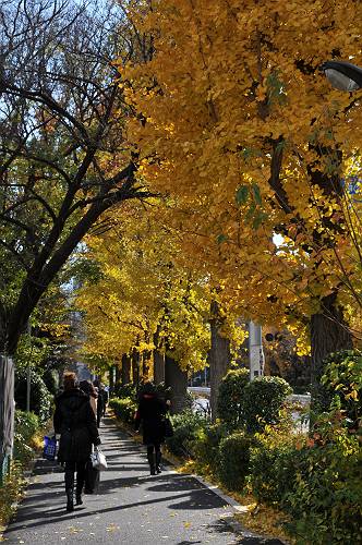 ekihai of jingu and musums walking in deep autum season 241209 6-1 gaien-west street near the shinanomachi stn-s