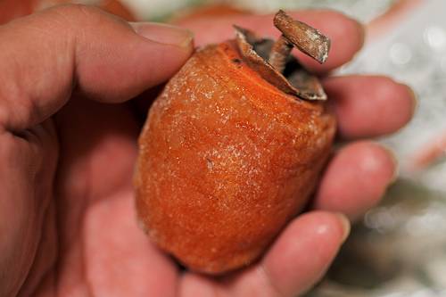 dried japanese persimmon, sag-pref, 241229 2-6-s