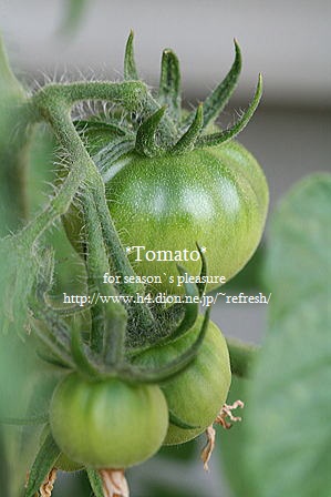 2012_5_27-tomato-01n.jpg