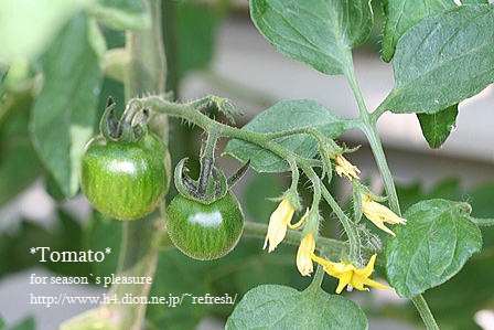 2012_5_27-tomato-03n.jpg