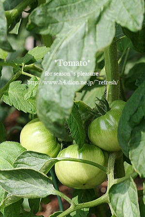 2012_6_7-tomato-04n.jpg