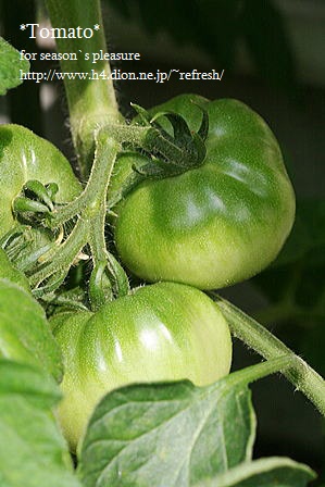 2012_6_7-tomato-06n.jpg