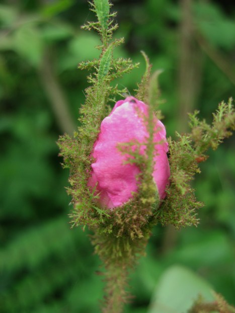 Rosa ×centifolia muscosa