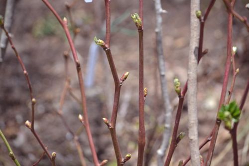 オオデマリ 11年目の花芽 ラズベリー色の枝 八ヶ岳山麓清里から 杏荘便り