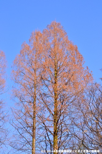 メタセコイア冬樹