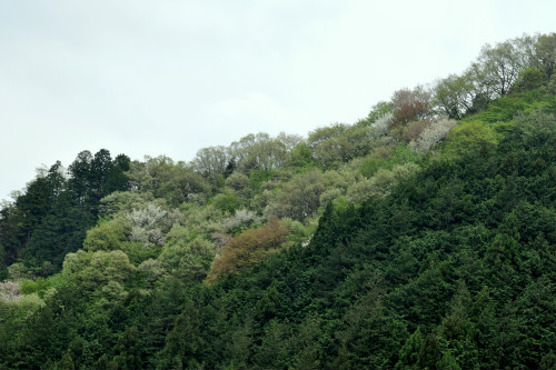 春色の山