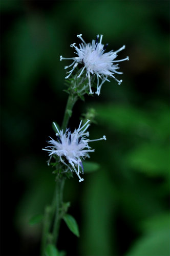 タカオヒゴタイ（白花）2
