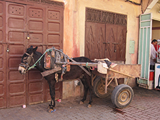 Marrakech81812-5.jpg