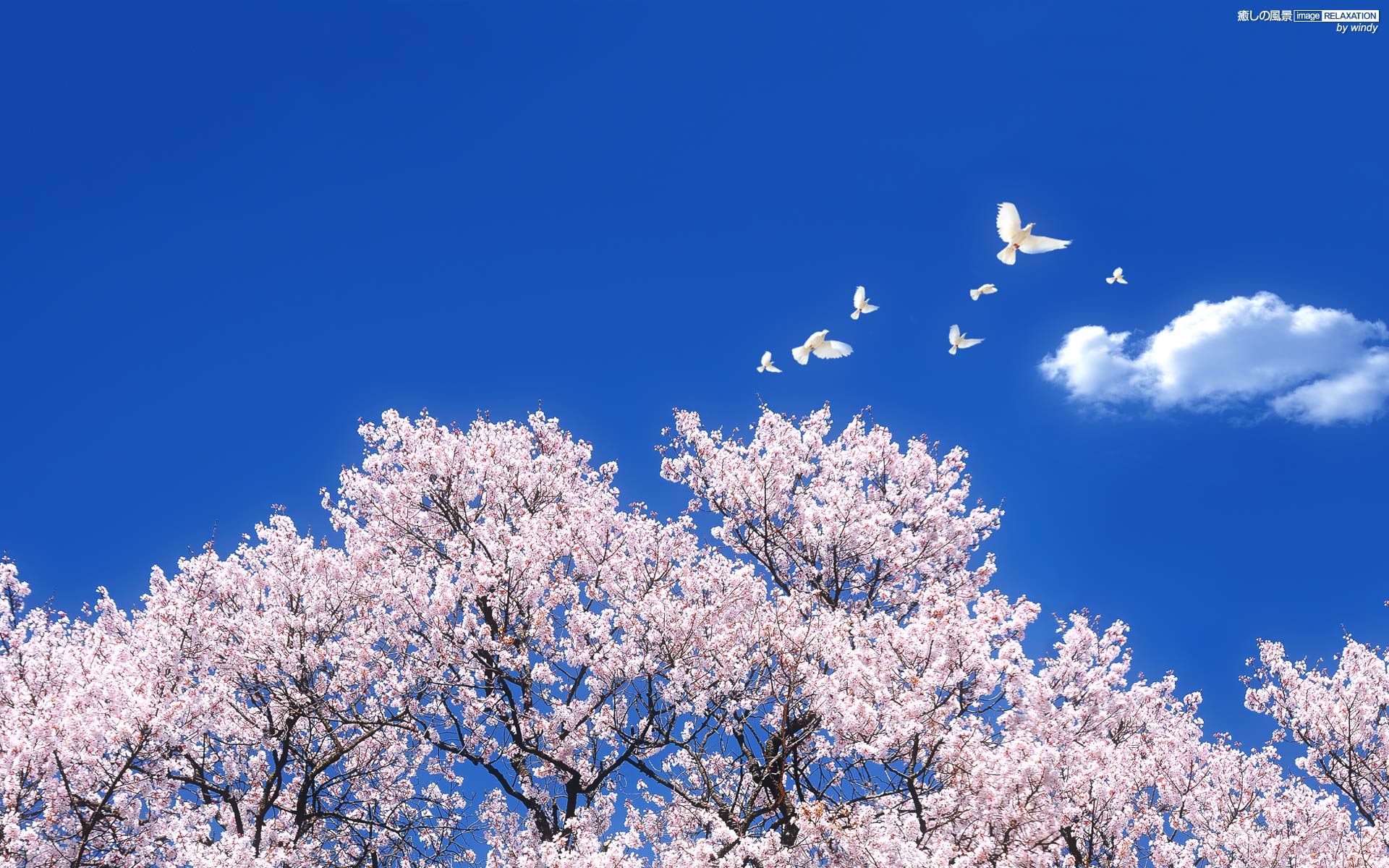 青空と満開の桜 壁紙 花編